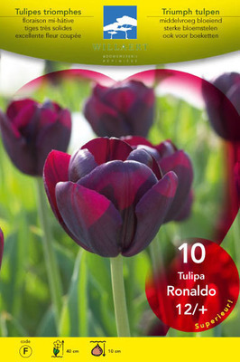 Tulipa triumph 'Ronaldo'