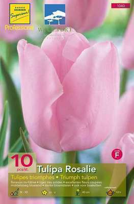 Tulipa triumph 'Rosalie'