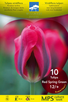 Tulipa viridiflora 'Red Spring Green'