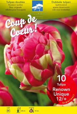 Tulipa dubbel laat 'Renown Unique'