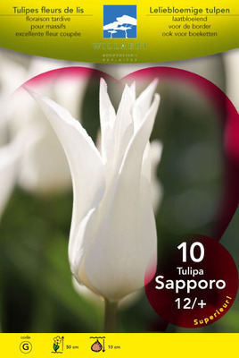 Tulipa lelie 'Sapporo'