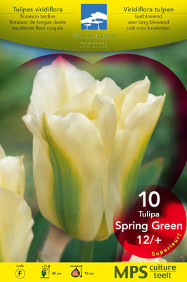Tulipa viridiflora 'Spring Green'