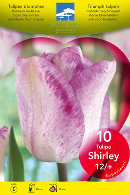 Tulipa triumph 'Shirley'