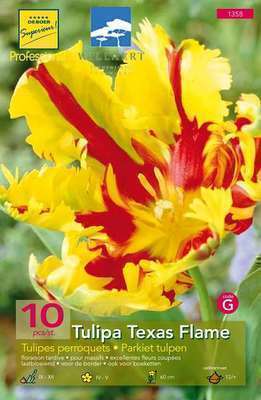 Tulipa parkiet 'Texas Flame'