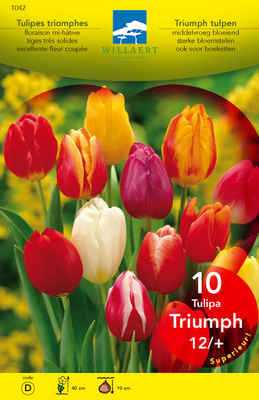 Tulipa triumph gemengd - mix