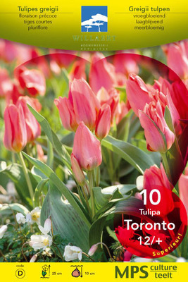 Tulipa meerbloemig  'Toronto'
