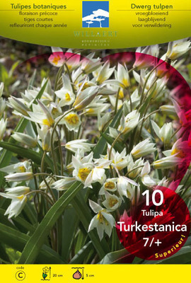 Tulipa meerbloemig  'Turkestanica'