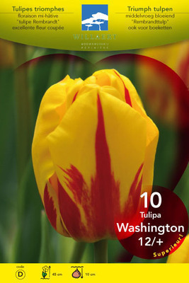 Tulipa triumph 'Washington'
