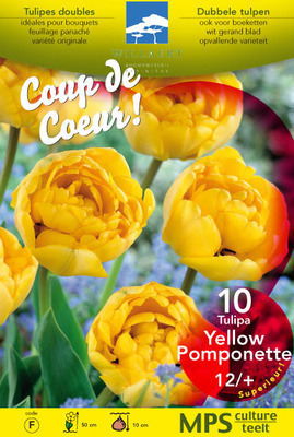 Tulipa dubbel laat 'Yellow Pomponette'
