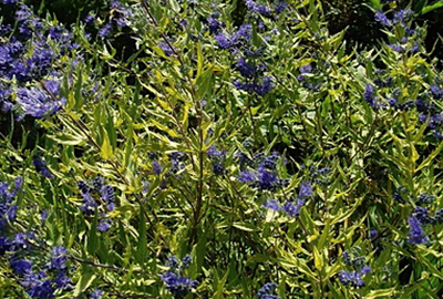 Caryopteris clandonensis 'Worchester Gold'