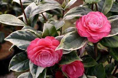 Camellia japonica 'Dazzling Pink'®