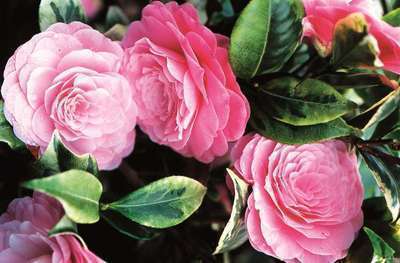 Camellia japonica 'Dazzling Pink'®