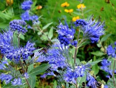 Caryopteris clandonensis 'Kew Blue'
