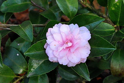 Camellia  sasanqua