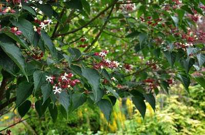 Clerodendrum  trichotomum
