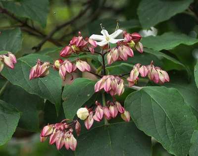 Clerodendrum  trichotomum