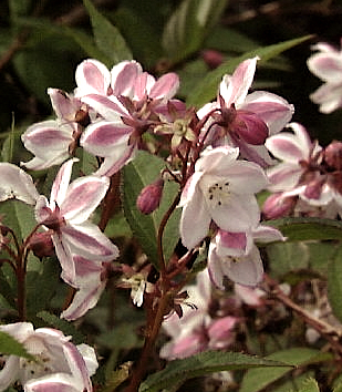 Deutzia  purpurascens 'Kalmiiflora'