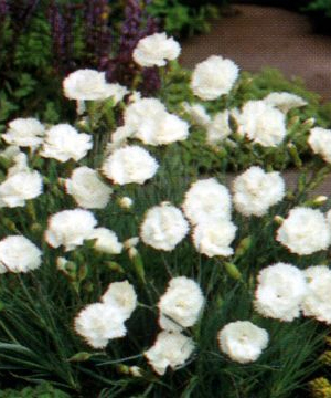 Dianthus plumarius 'Haytor White'