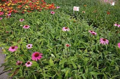 Echinacea purpurea 'Rubinstern'