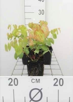 Epimedium versicolor 