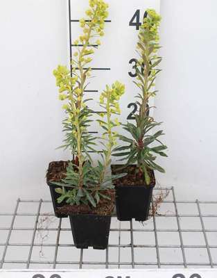 Euphorbia char. 
