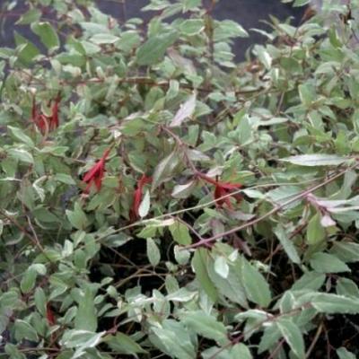 Fuchsia magellanica 'Tricolor'
