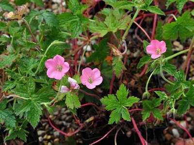 Geranium endressii 'Wargrave Pink'
