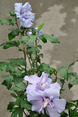 Hibiscus syriacus blue chiffon® ('Notwoodthree')