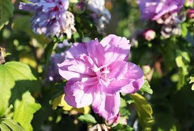 Hibiscus syriacus blue chiffon® ('Notwoodthree')