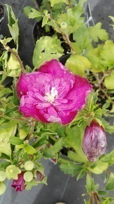 Hibiscus syriacus 'Purple Ruffles'®