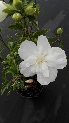 Hibiscus syriacus 'White Chiffon'®