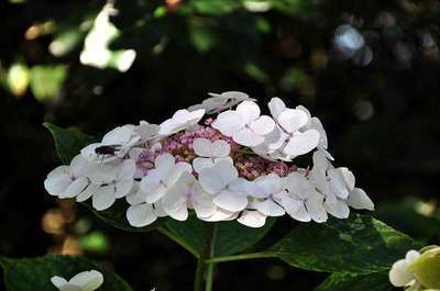 Hydrangea macrophylla  'Libelle'