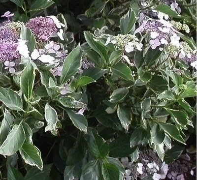 Hydrangea macr.  'Tricolor'