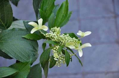 Hydrangea paniculata 'Great Star'®