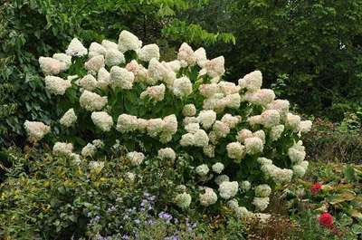 Hydrangea paniculata 'Limelight'®