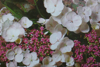 Hydrangea macrophylla  'Mariesii Grandiflora'