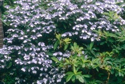 Hydrangea macrophylla  'Mariesii Perfecta'