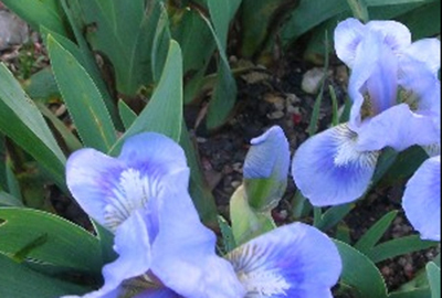 Iris 'Blue denim'
