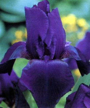 Iris germanica 'Black Knight'