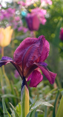 Iris 'Cherry Garden'