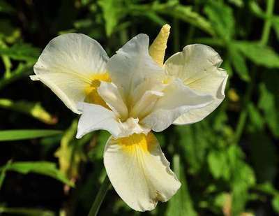 Iris  sibirica 'Snow Queen'
