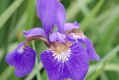 Iris  sibirica 'Blue King'