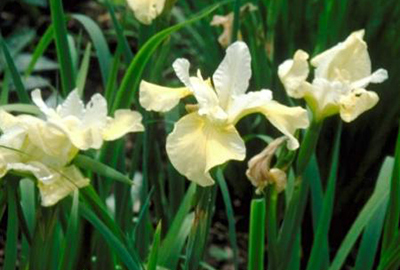 Iris  sibirica 'Butter And Sugar'