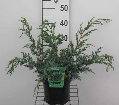 Juniperus chin. 