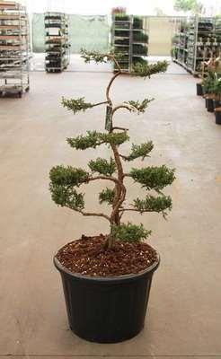 Juniperus comm. 