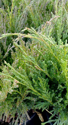 Juniperus horizontalis 'Andorra Compact'