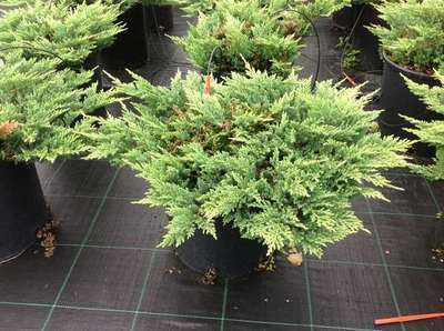 Juniperus horizontalis 'Prince of Wales'