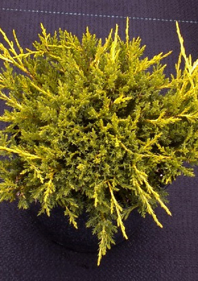 Juniperus pfitzeriana 'Gold Star'
