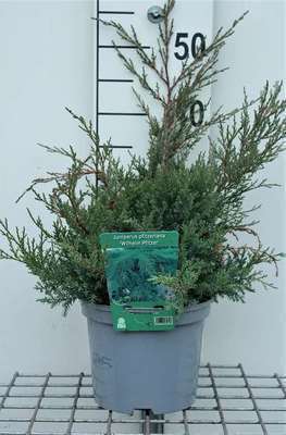 Juniperus pfitz. 