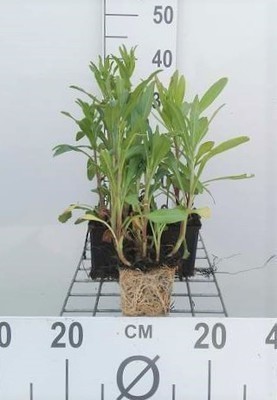 Leucanthemum (m) 